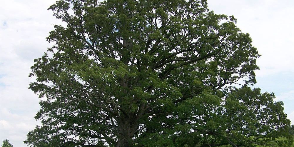 A tree photo.