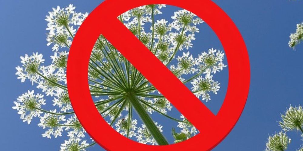 Help to prevent the spread of invasive plant species.