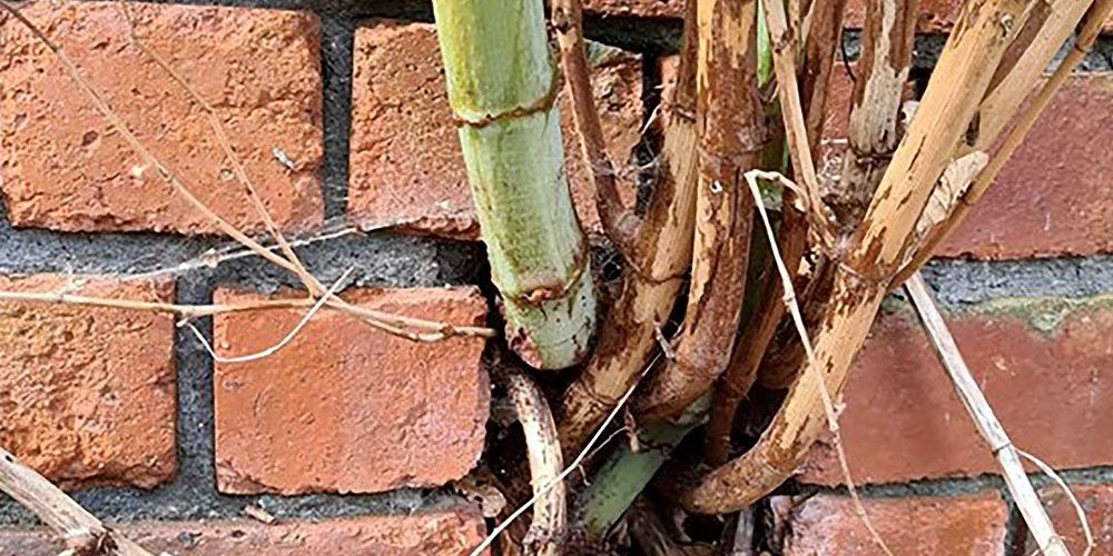 (Photo, of Knotweed plant breaking through brick wall, courtesy Invasive Weed Management, Leeds.)