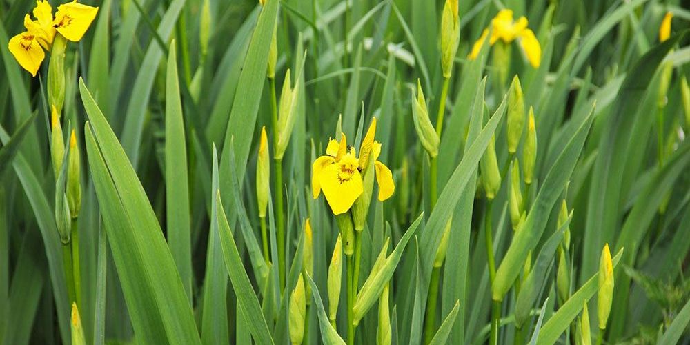 Pretty? No! Pretty destructive. Invasive Yellow Iris.