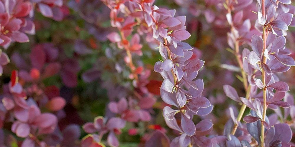 Japanese Barberry, showing one of its many colours.