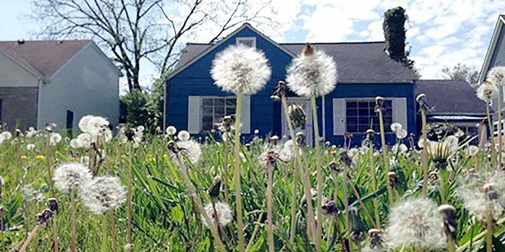 A photo of a house with long grass and dandelions going to seed in front of it.