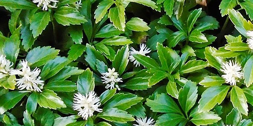 A photo of invasive Japanese Spurge (Pachysandra terminalis)