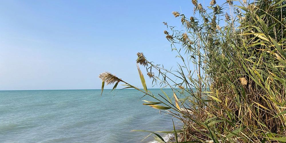 Invasive Phragmites along Lake Huron's shore.