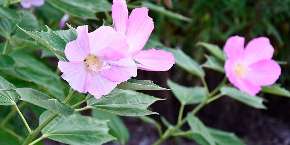 A photo at pollinator garden.