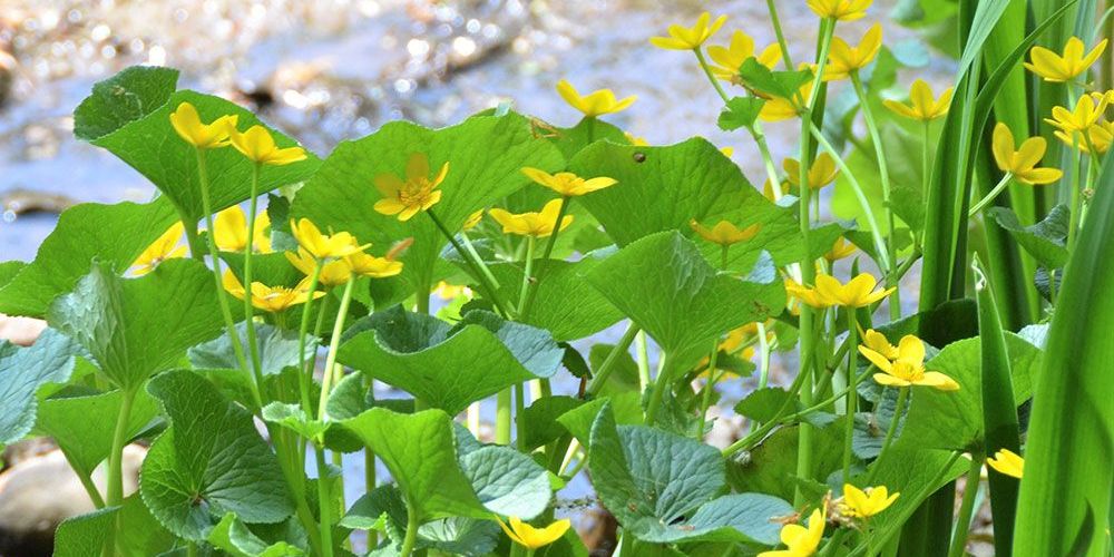 A spring photo at Morrison Dam Conservation Area.