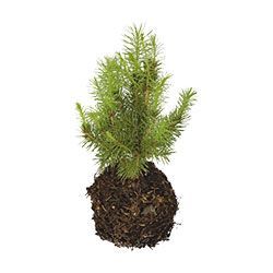 Order trees through spring and fall tree order programs.
