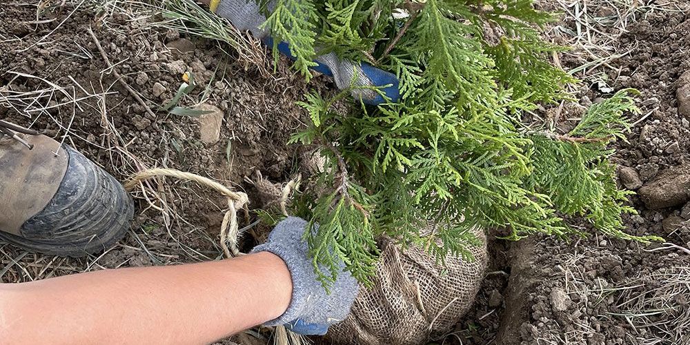 A file photo of a ball-and-burlap tree being planted.