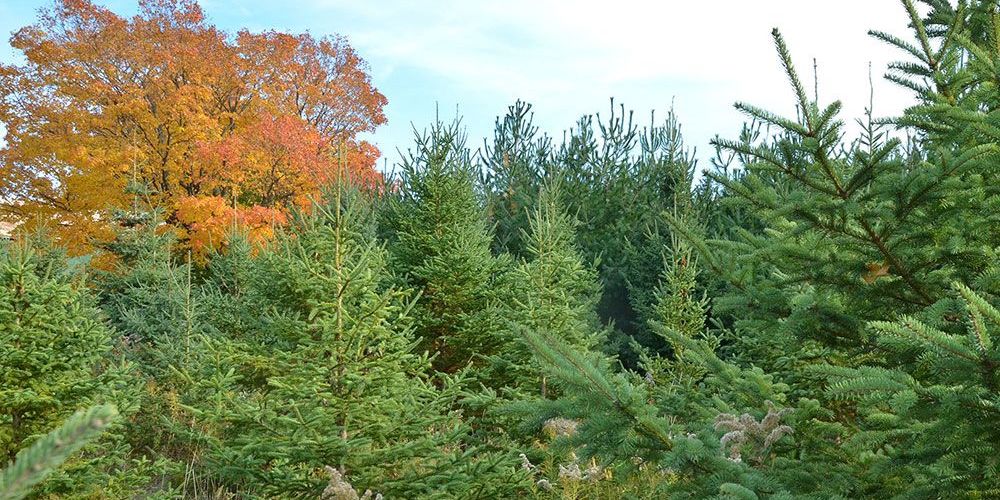 A file photo of colourful trees.