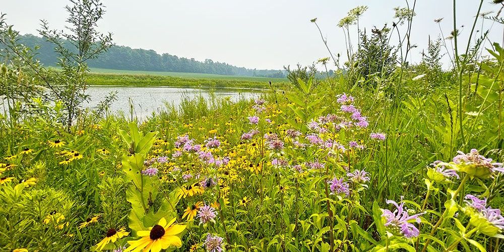 Wildflowers around a wetland at the property of a local participating landowner.