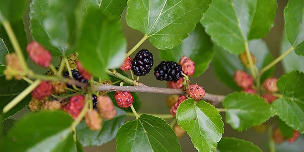 Ontario's native Red Mulberry is threatened by invasive White Mulberry.