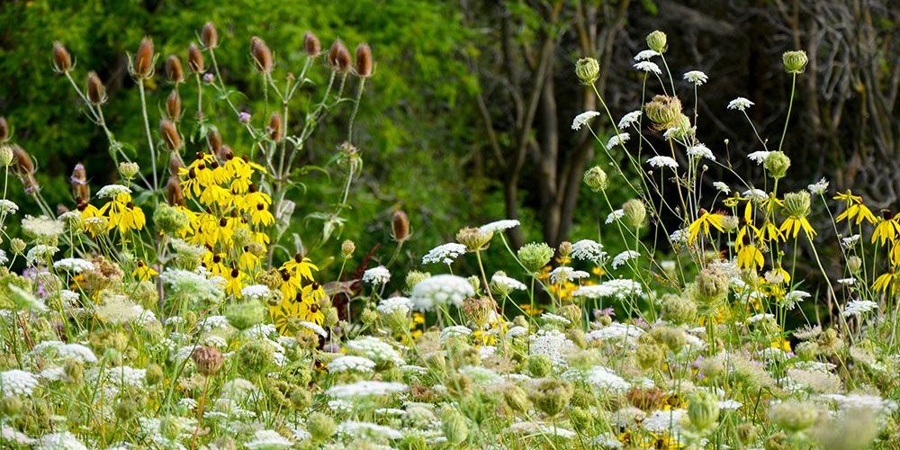 A scenic photo of wildflowers.