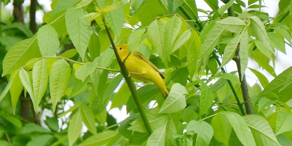 A file photo of a Yellow Warbler.
