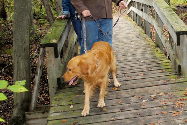 website-please-leash-your-dog.jpg